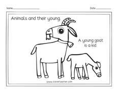 Goat and their kids homeschool preschool kids
