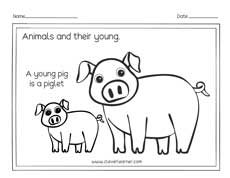 Free Pig and baby pig preschool activity sheet