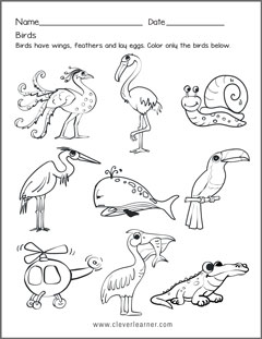 Fun Birds Identity activity for kids