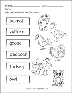 Label the birds printables for kids