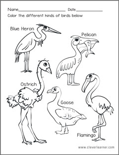 Types of birds activity sheets for kids