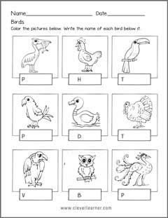 Bird Names Activities for preschool children