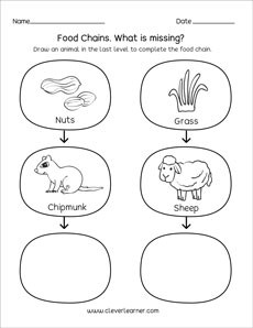 Free food chain worksheets for kids