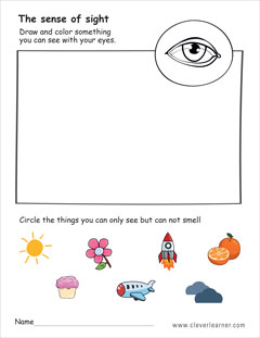 Sense of sight and seeing worksheet for 1st grade children