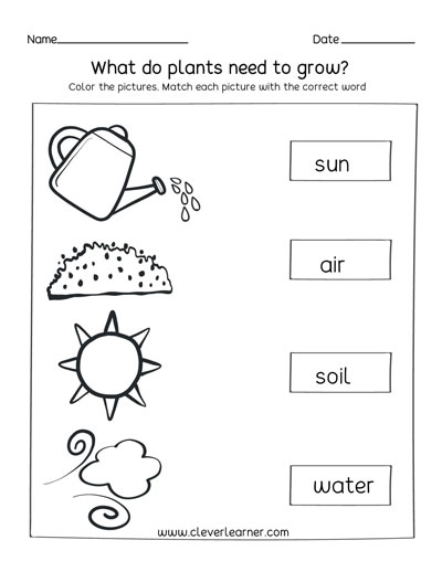4 things green plants need to grow preschool worksheets
