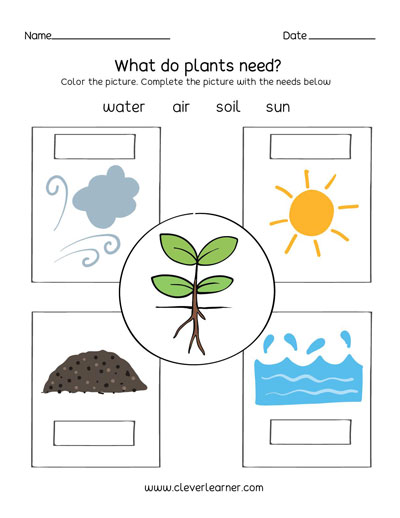 Plant needs first grade activity sheets