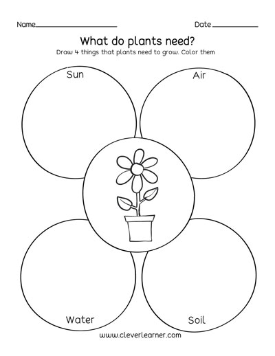 What do plants need to survive kindergarten worksheet