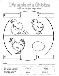 Free Chicken Life cycle Activity worksheet for kindergarten Children