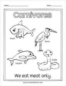 What are carnivores preschool worksheets