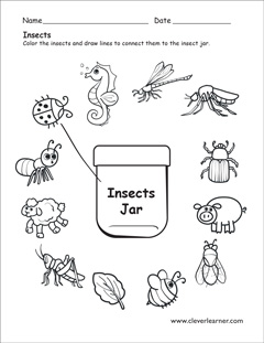 Insects identification worksheets for kindergarten children