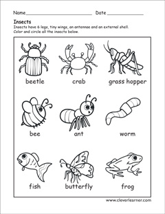 What is an insect preschool activity worksheets