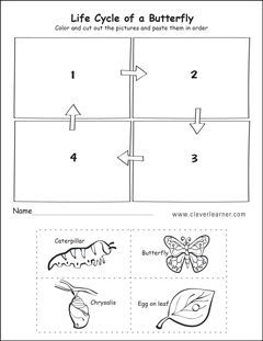Free bug Life cycle Activity worksheet for kindergarten Children