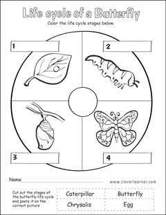 Free Butterfly Life cycle Activity for kindergarten Children