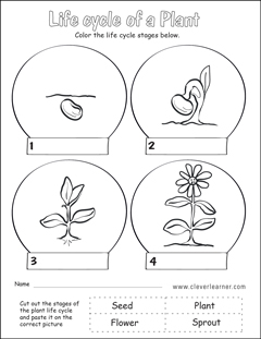 Green Plant Life cycle Activity worksheet for PreK Children