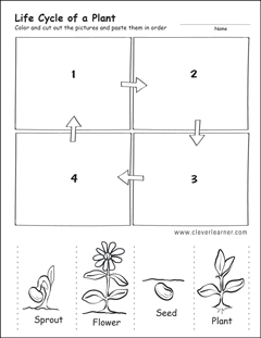 Free Green Plant Life cycle Activity worksheet for kindergarten Children