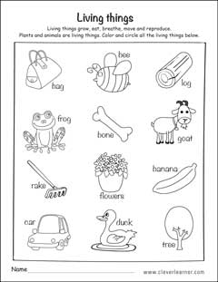 Living and Non Living things sorting kindergarten activity