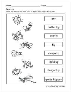 Free Insects matching printables for homeschool learning