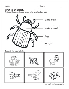 Features of an insect preschool activity sheets